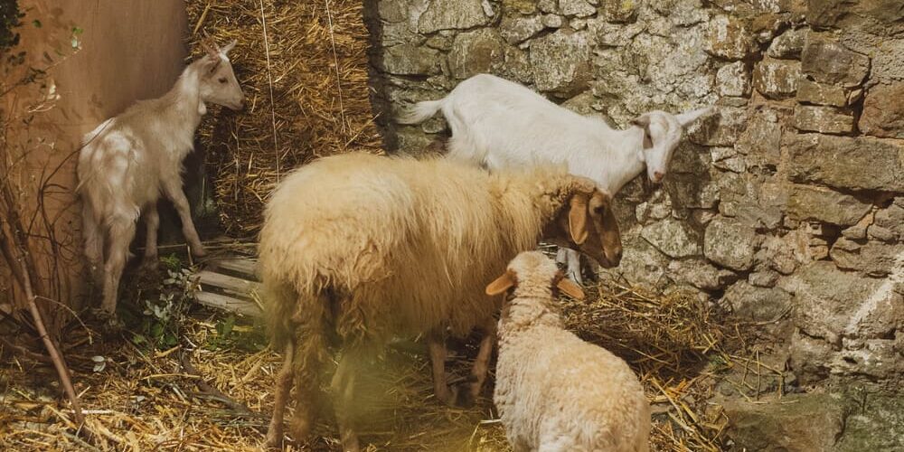 presepe-vivente-pollina-edizioni-passate (22)